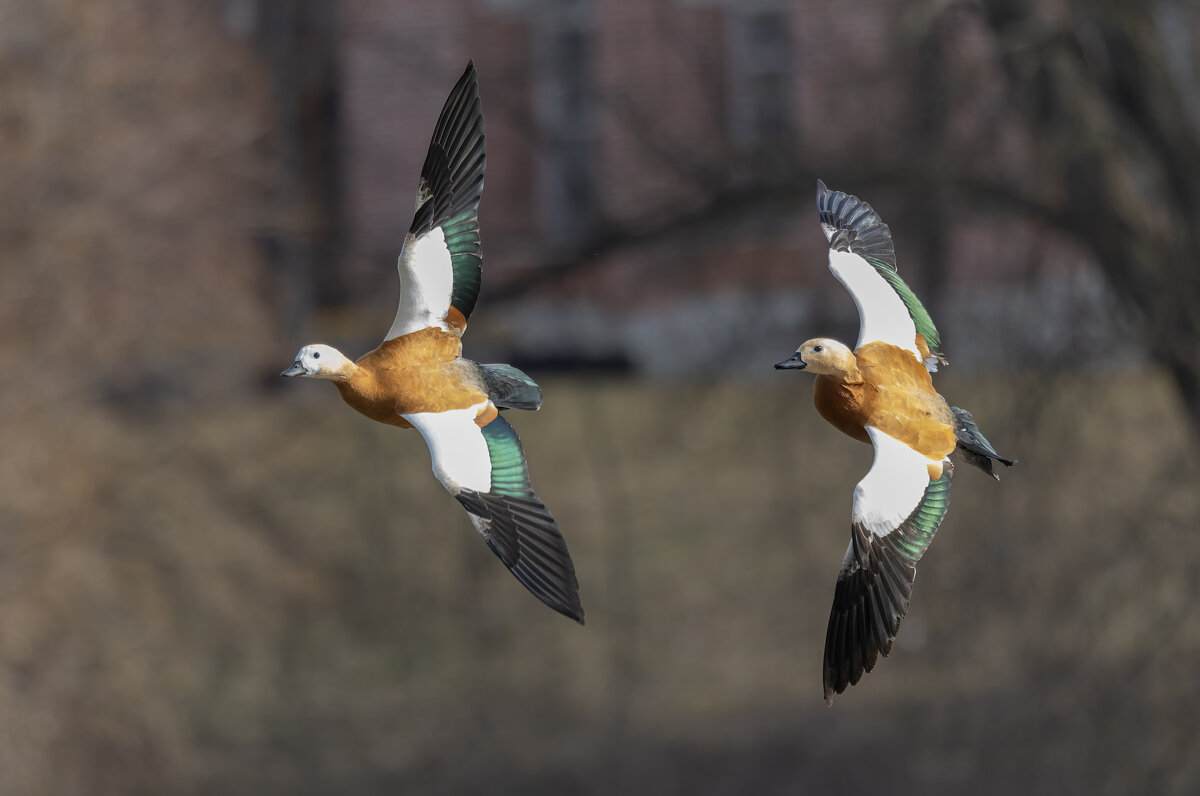 огари в полете. - юрий макаров
