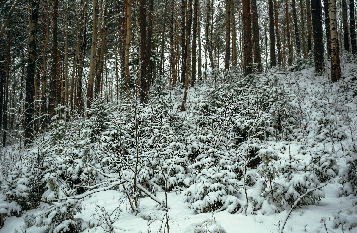 В зимнем лесу - Сергей Цветков