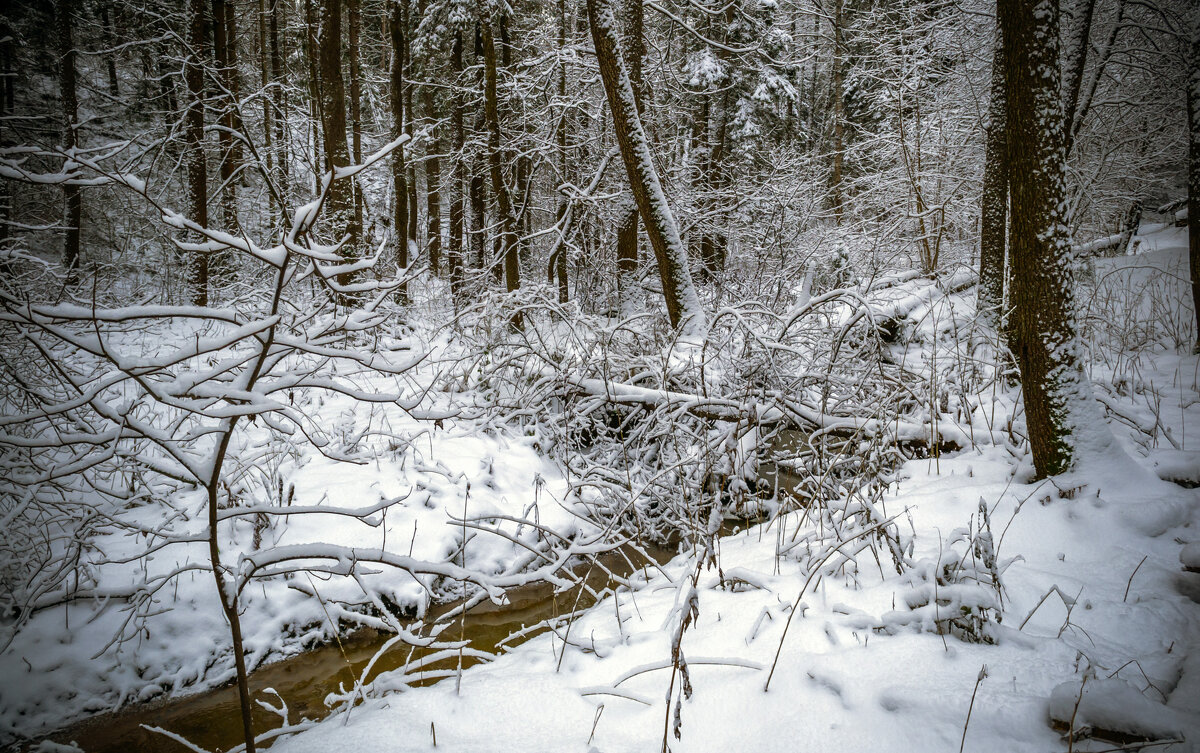 Лесной ручей - Сергей Цветков Лесной ручей - Сергей Цветков