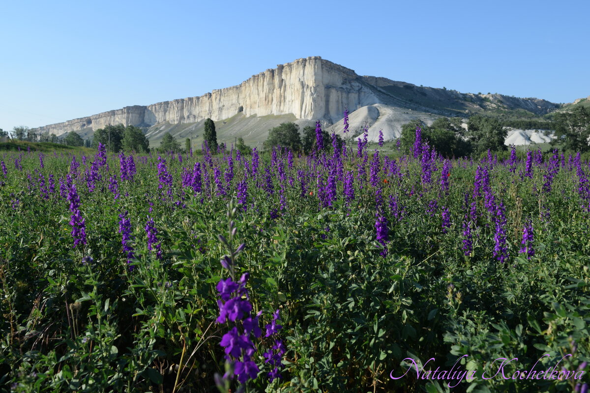 Природа Крыма - Amazing Cosmea