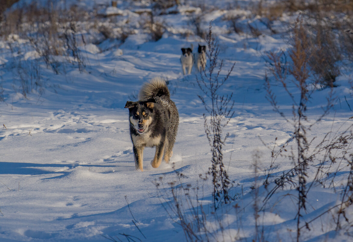 Шла собака.... - Sergey (Apg)