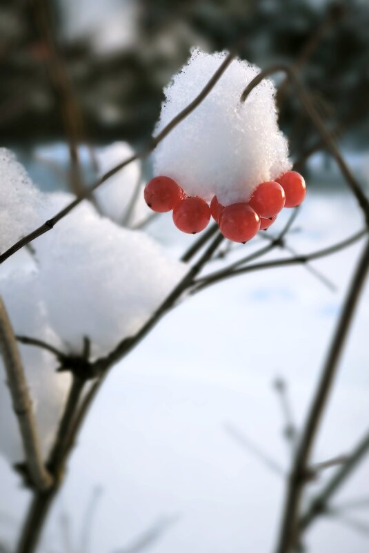 Зимнее утро - Александр Сансар Зимнее утро - Александр Сансар