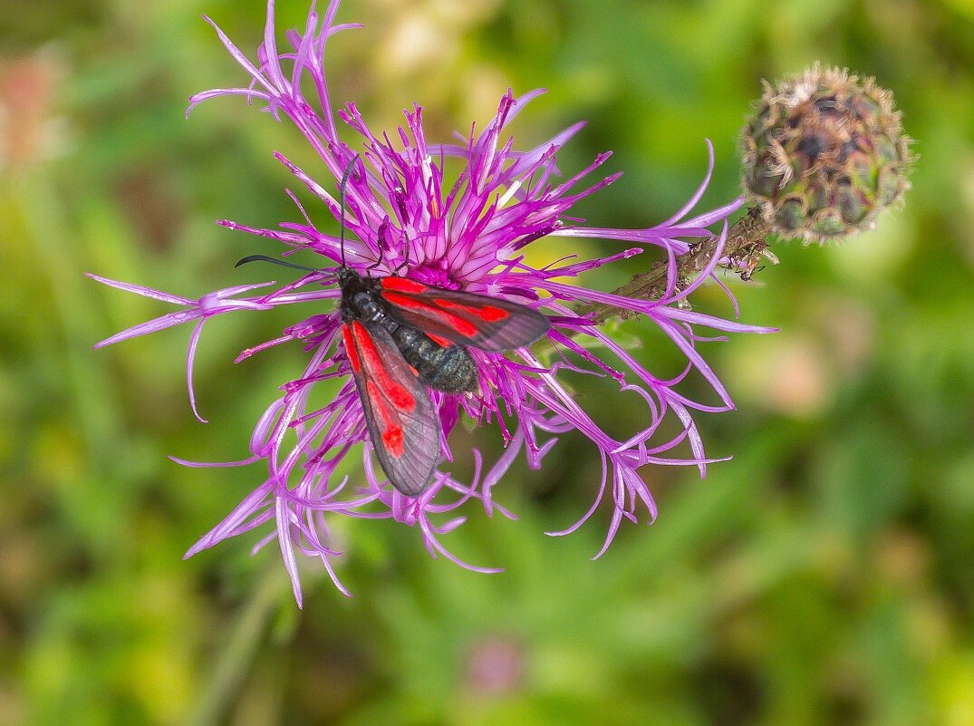 Краски лета. г. Миасс, поселок Селянкино. - Алексей Трухин Краски лета. г. Миасс, поселок Селянкино. - Алексей Трухин