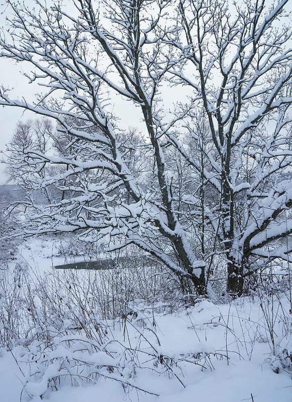 Зимний дуб - Сергей Курников