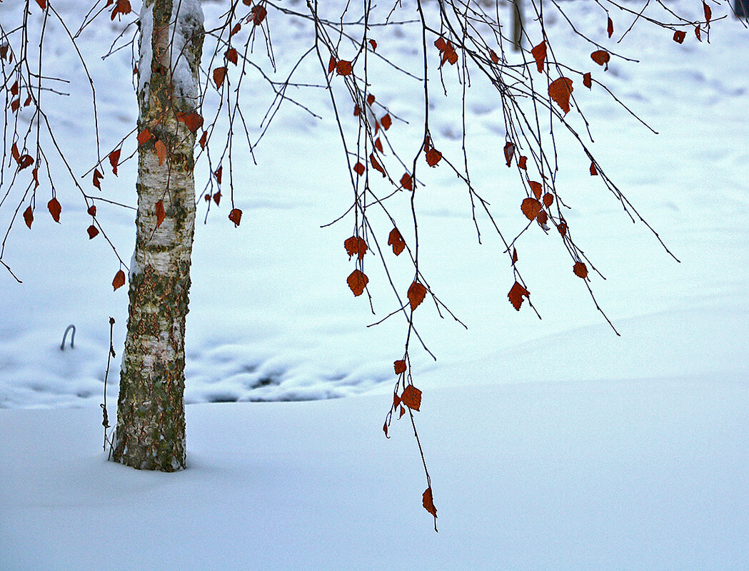 *** - Светлана *** - Светлана
