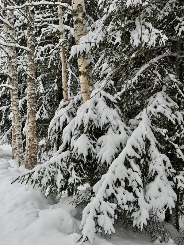 Заснеженность… - Любовь Заснеженность… - Любовь