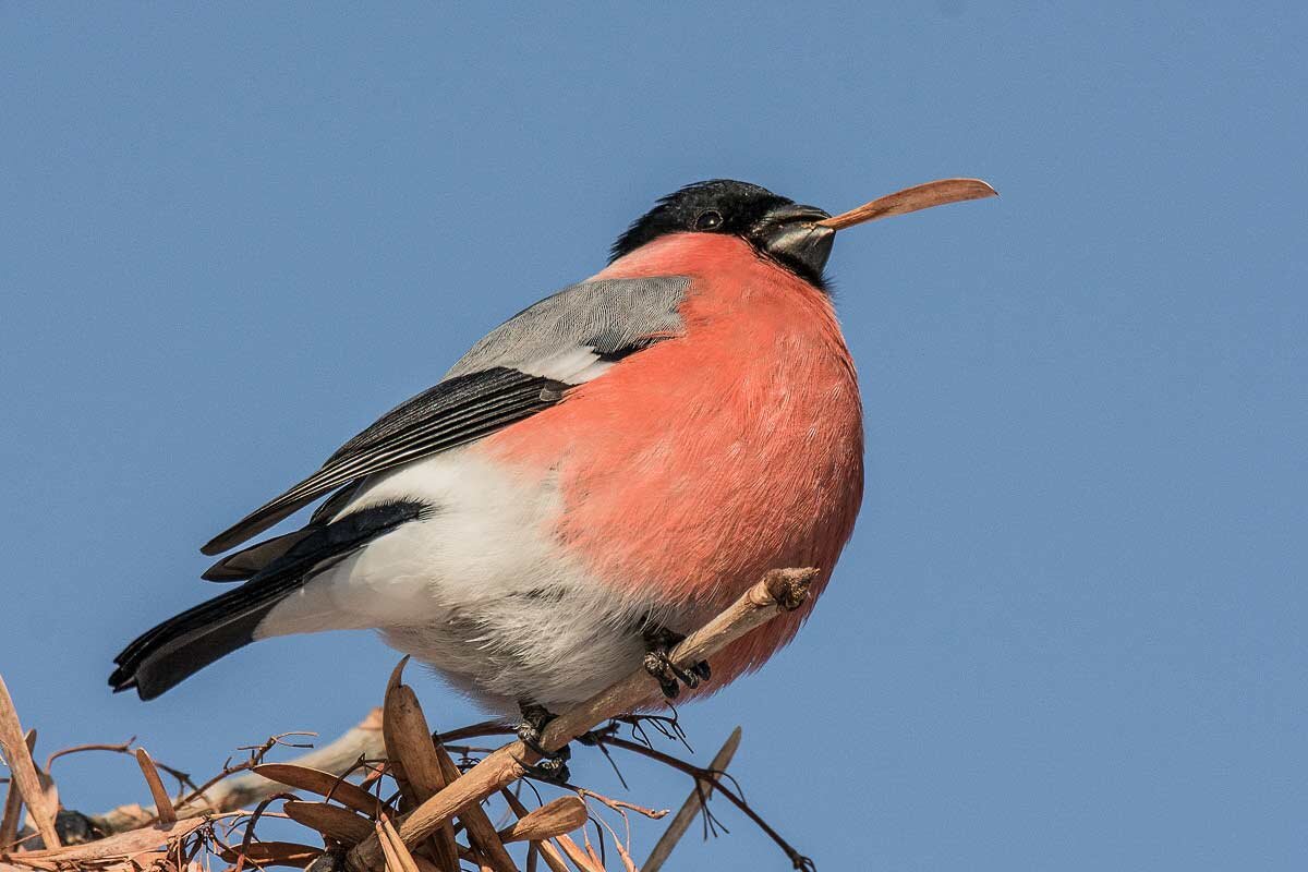 Снегирь. - Nikolay Okhotnik