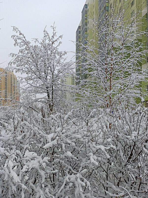 Наконец то в Питере зима! - Лилия *