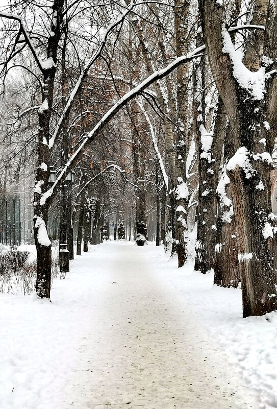 *** - Любимова Ольга 