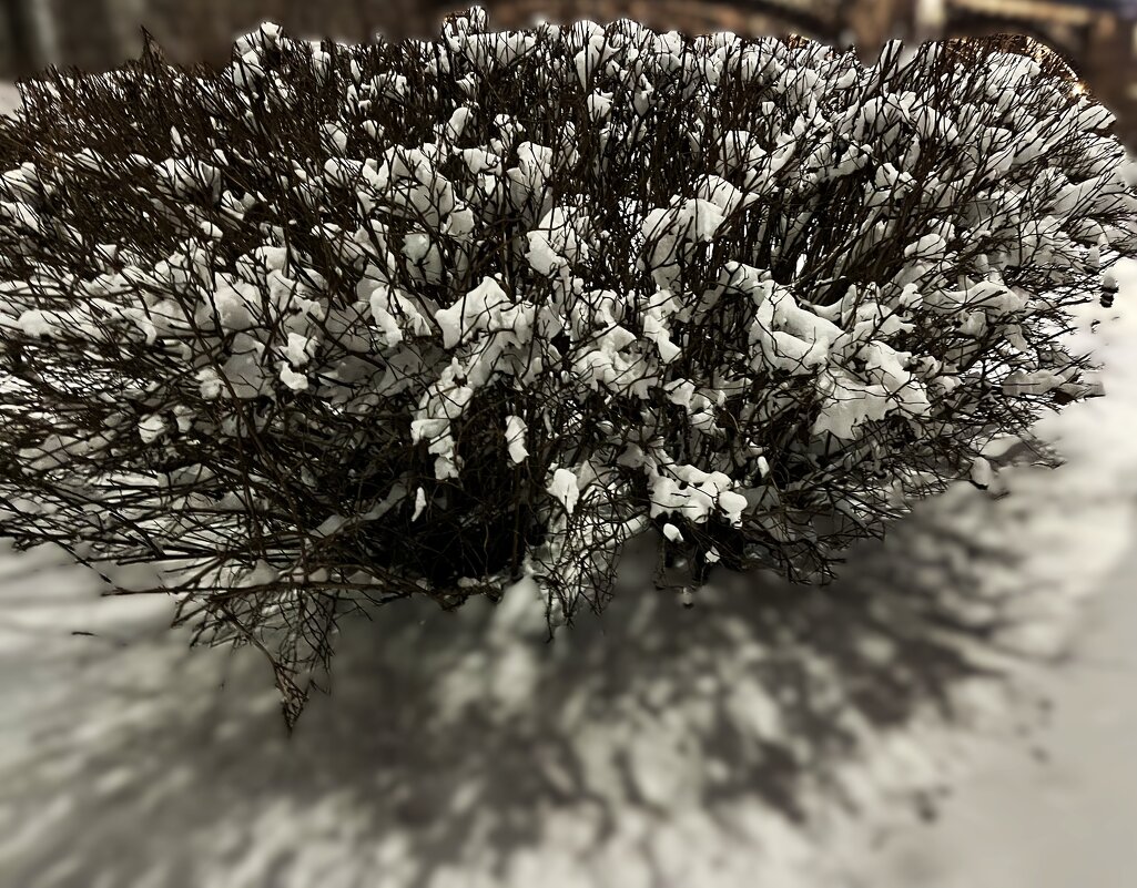 "снежный куст" - Olga Oskolkova