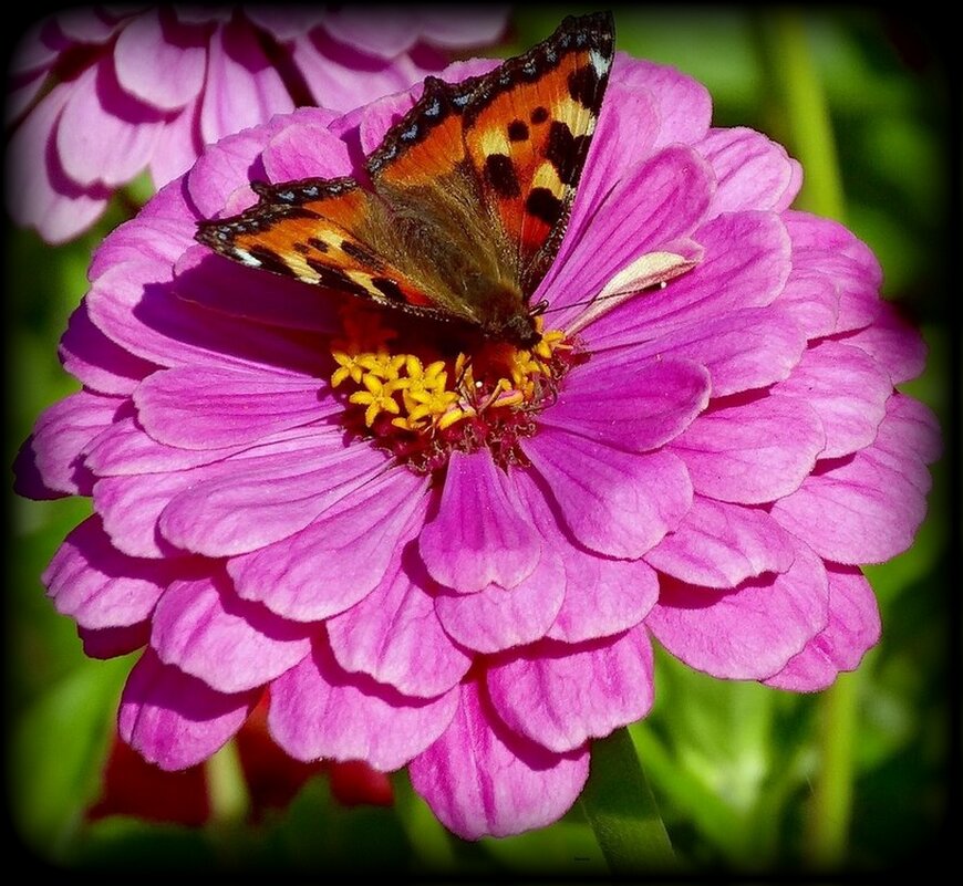 Бабочка на цветке. - Наталья Куликова Бабочка на цветке. - Наталья Куликова