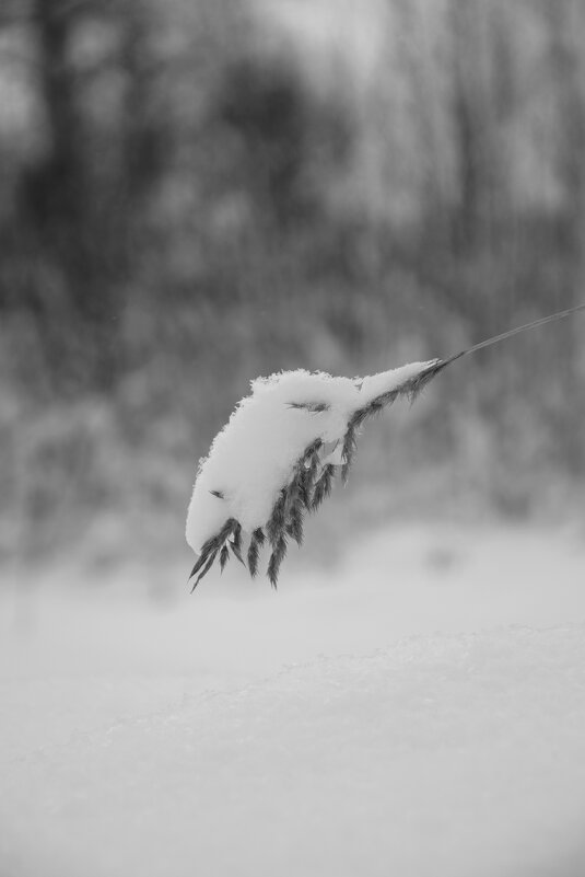 Окутанный снегом - Мария Яковлева
