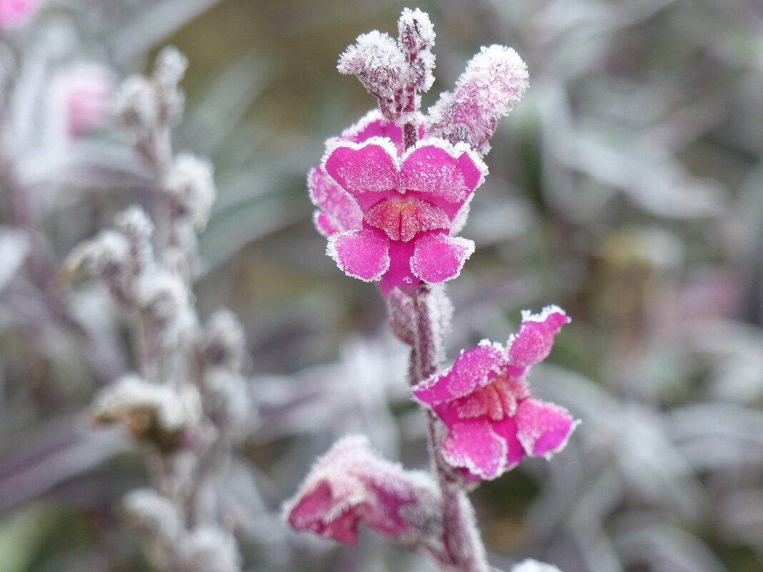 Львиный зев большой - первый мороз - Mária Szentgyörgyi