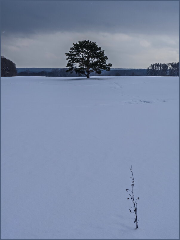 Пейзаж с сосной - Наталья Rosenwasser