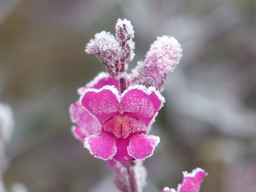 Львиный зев большой - первый мороз - Mária Szentgyörgyi