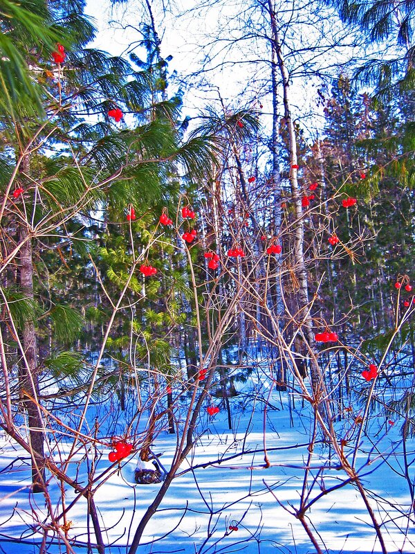 Таежная калина красная! - Владимир Таежная калина красная! - Владимир