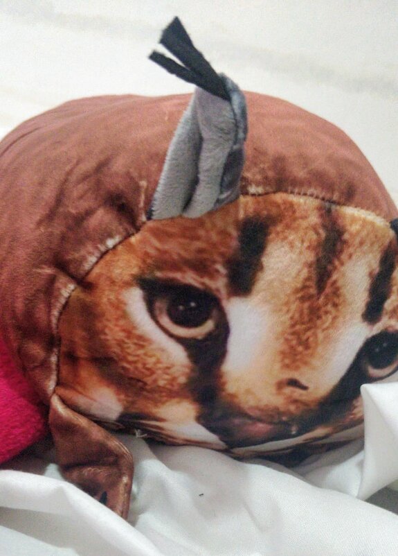 Кошкин глаз - Георгиевич 