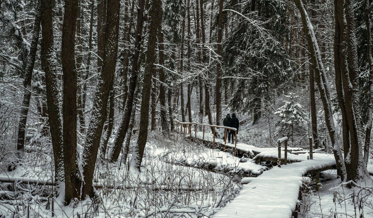 Вдоль лесного ручья - Сергей Цветков Вдоль лесного ручья - Сергей Цветков