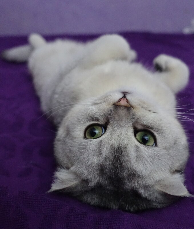 Гармония. - Марина Леонидовна Гармония. - Марина Леонидовна