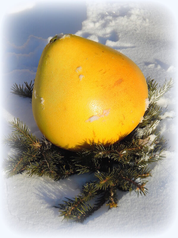 Фрукт заморский новогодний. - nadyasilyuk Вознюк Фрукт заморский новогодний. - nadyasilyuk Вознюк