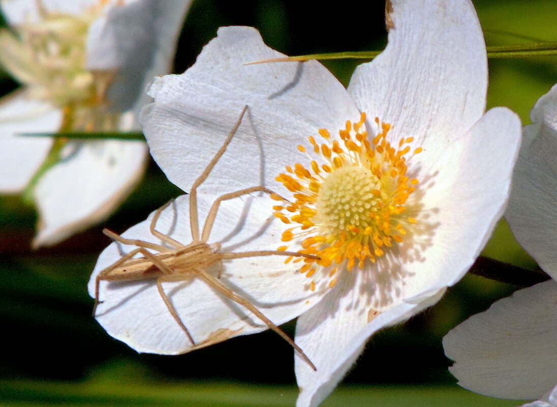 Паучок-охотник. - nadyasilyuk Вознюк Паучок-охотник. - nadyasilyuk Вознюк