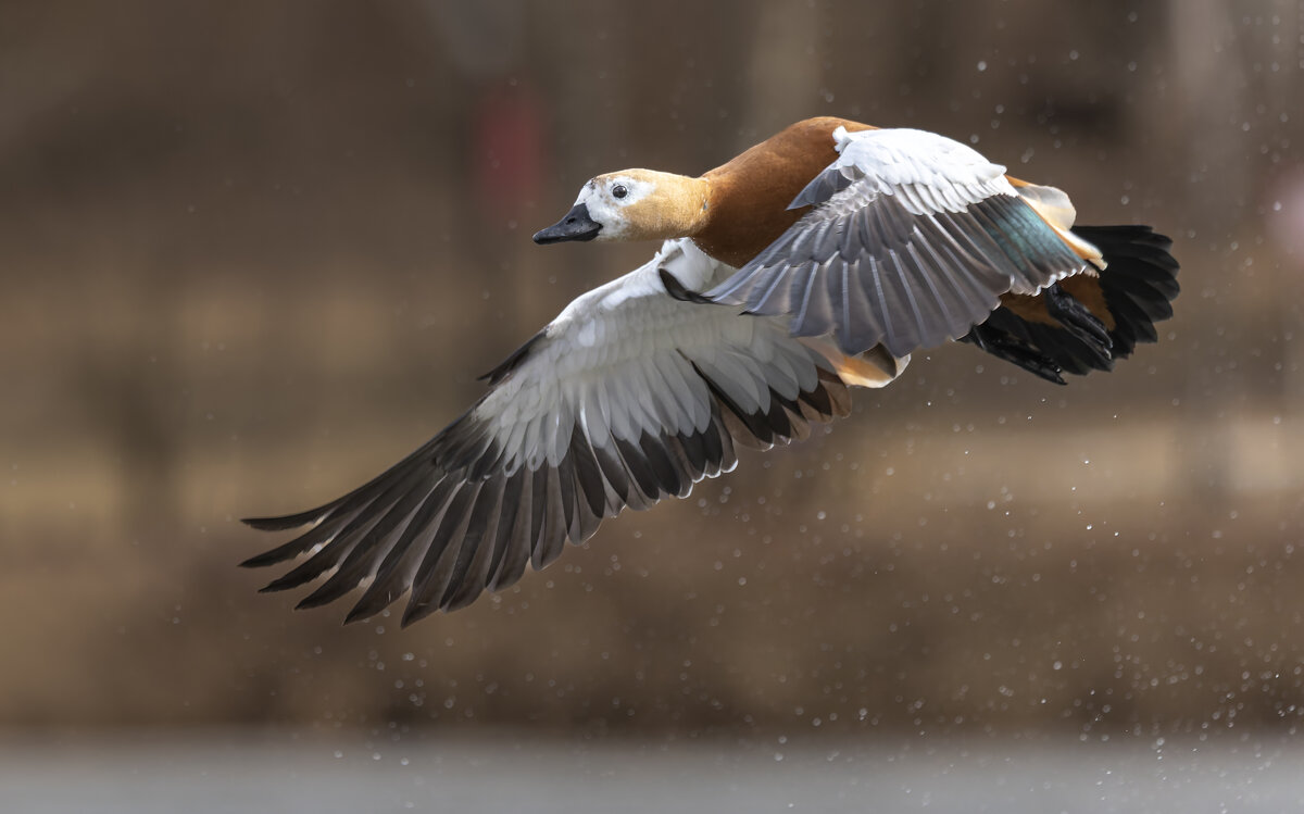 огарь в полете. - юрий макаров огарь в полете. - юрий макаров
