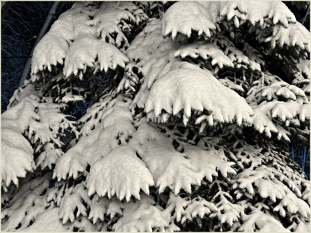 Снежные лапы. - Валерия Комова Снежные лапы. - Валерия Комова