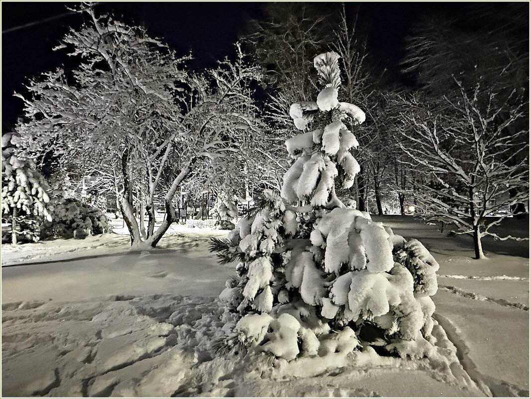 После двадцати лет ожидания, Калининград встретил Новый год со снегом - Валерия Комова После двадцати лет ожидания, Калининград встретил Новый год со снегом - Валерия Комова