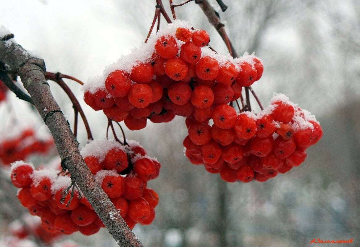 На прогулках по новому году... - Андрей Заломленков