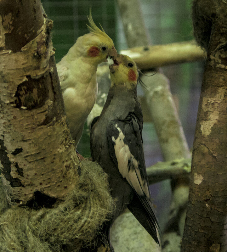 СТРАСТЬ - Не жить без тебЯ - Владимир Максимов