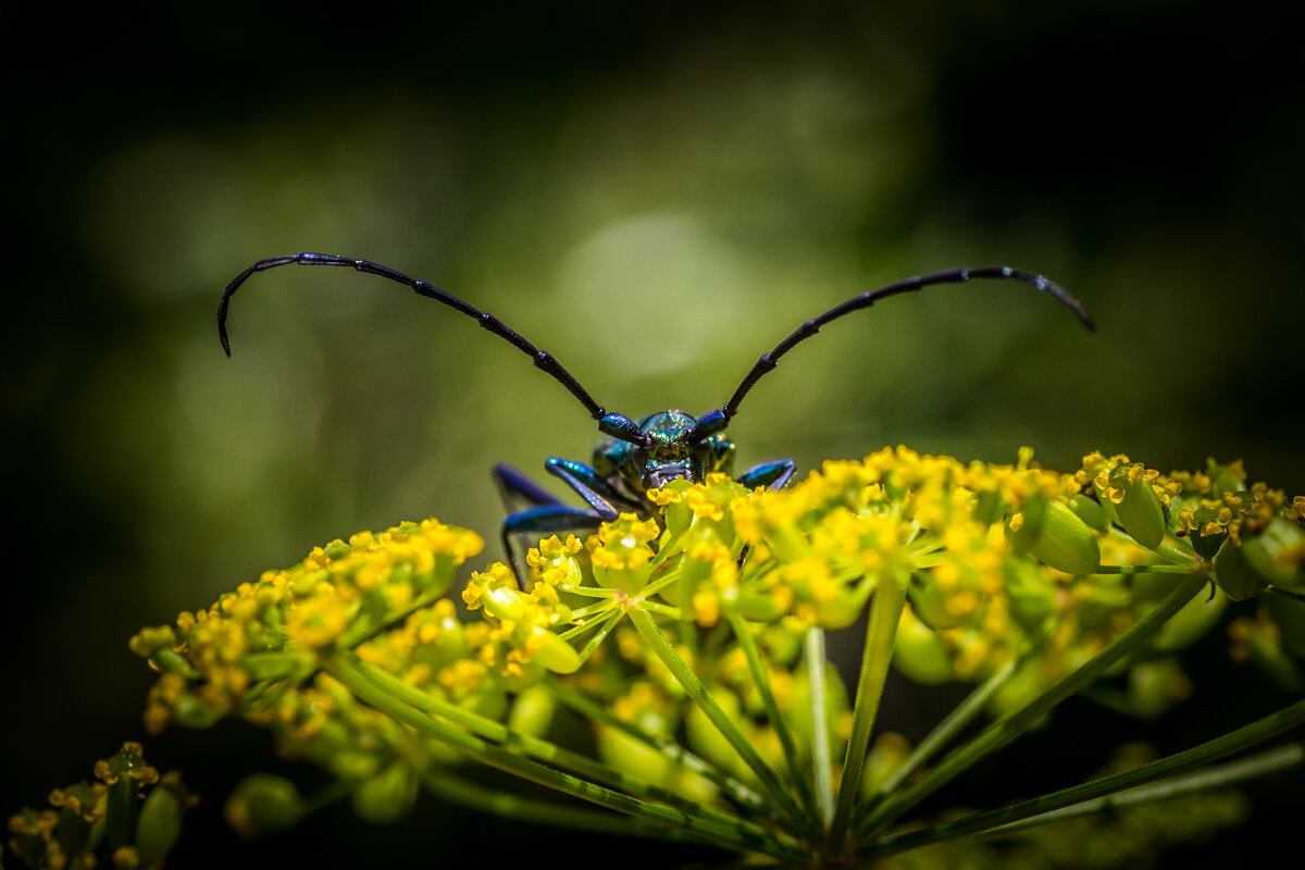 Big brother is watching you - Игорь Шевченко