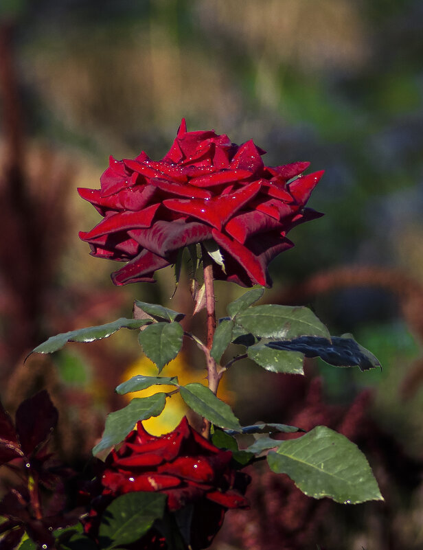 Роза. - Александр. AVG100 ---