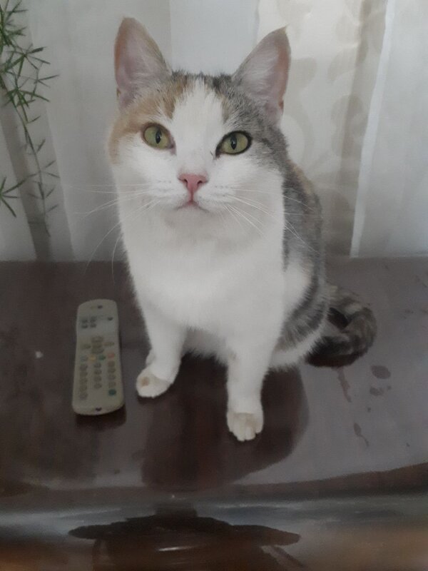 МУРКА - СЕРГЕЙ ФИЛОЧКИН