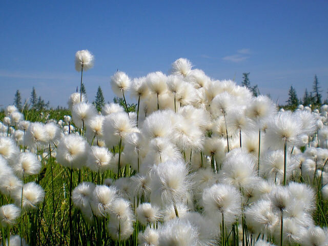 ПУШИЦА. ЯМАЛ - Tata Wolf ПУШИЦА. ЯМАЛ - Tata Wolf