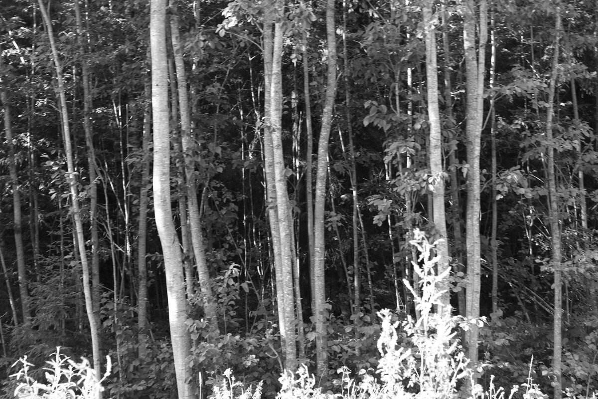 Фотография - Денис Безногов