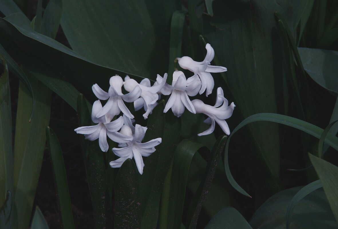 "Будет апрель!" Ю.Левитанский - Syntaxist (Светлана)