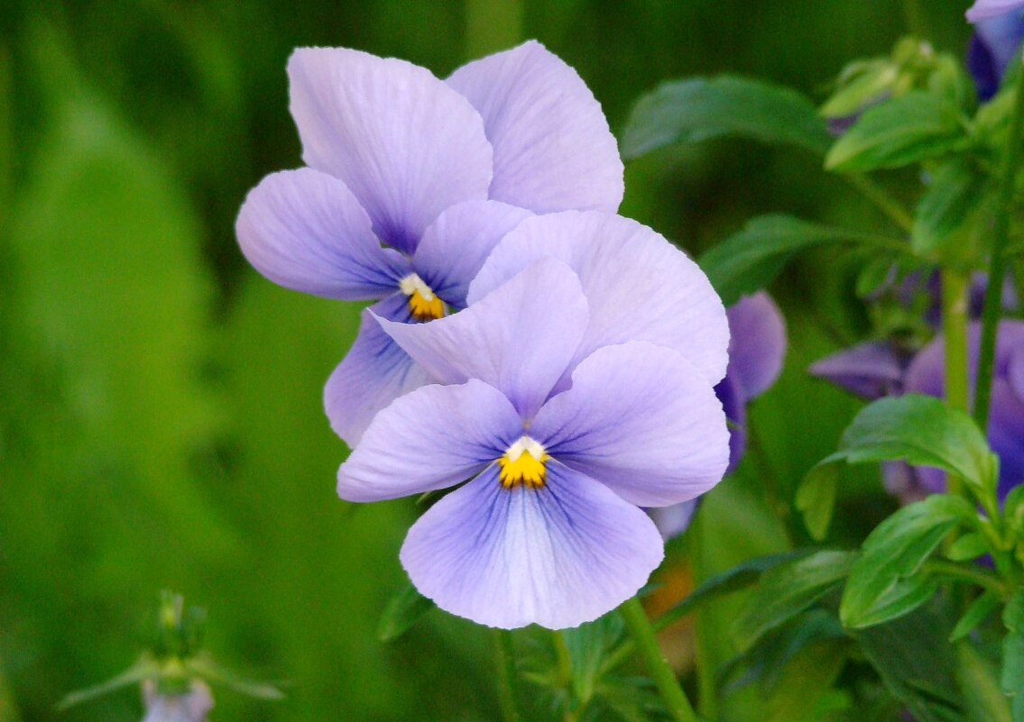 "Будет апрель!" Ю.Левитанский - Syntaxist (Светлана)