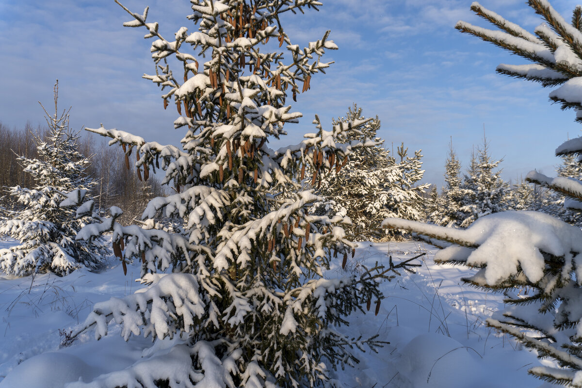 Елочный хоровод - Сергей Ц