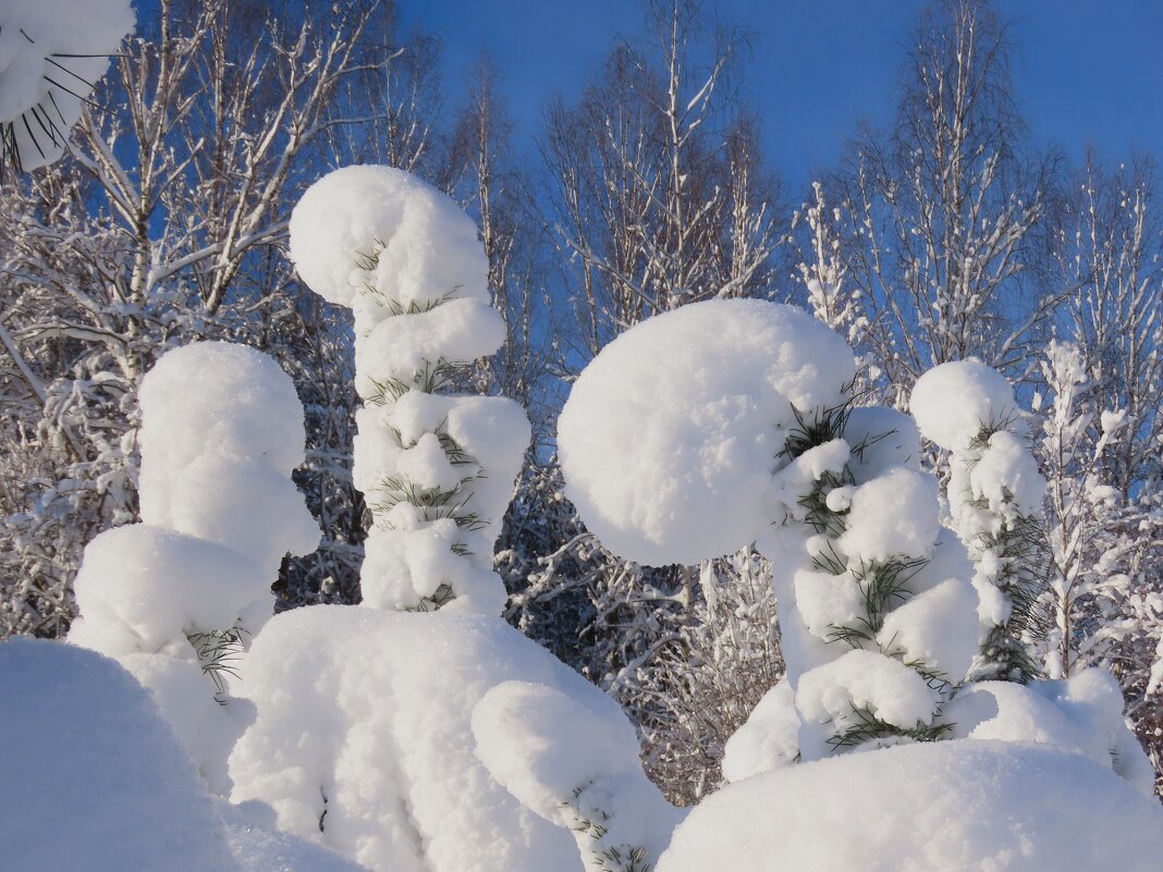 Сосенки в снежном плену 1 января. - Ольга Митрофанова Сосенки в снежном плену 1 января. - Ольга Митрофанова