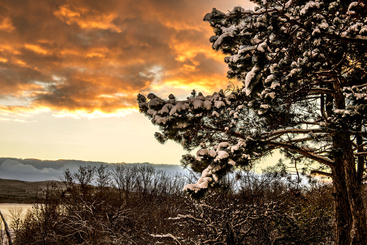Ветка сосны. - Сергей Воротников
