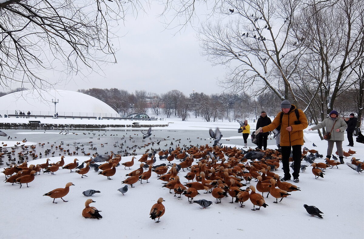 Рыжие огари в парке Царицыно. - Люба 