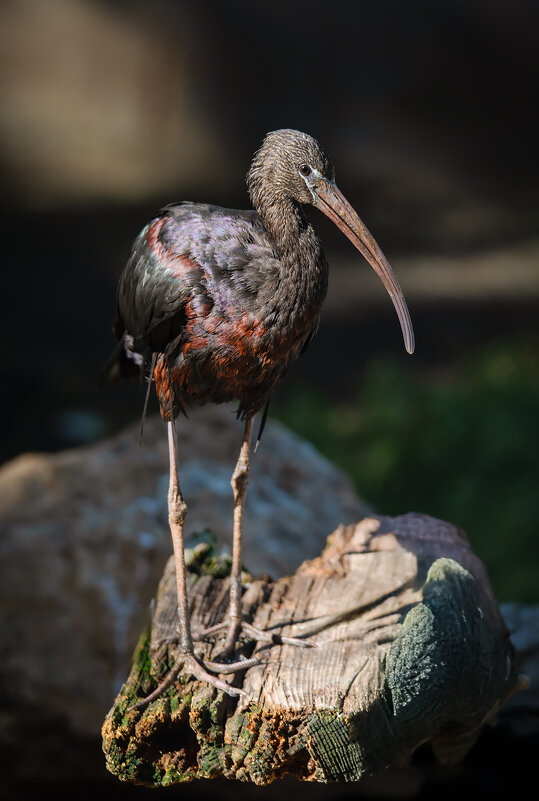 Каравайка - Александр Григорьев