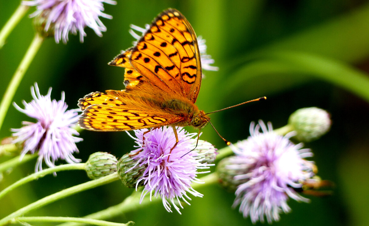 опять про бабочек...266 - Александр Прокудин