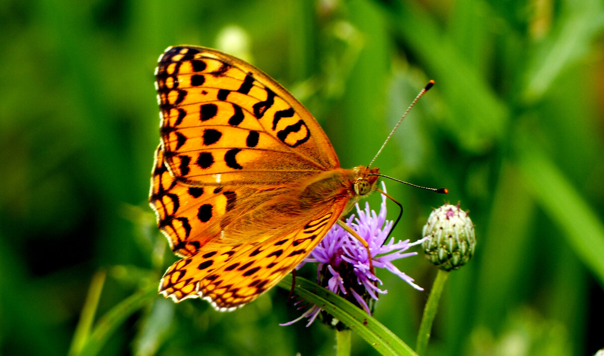 опять про бабочек...270 - Александр Прокудин