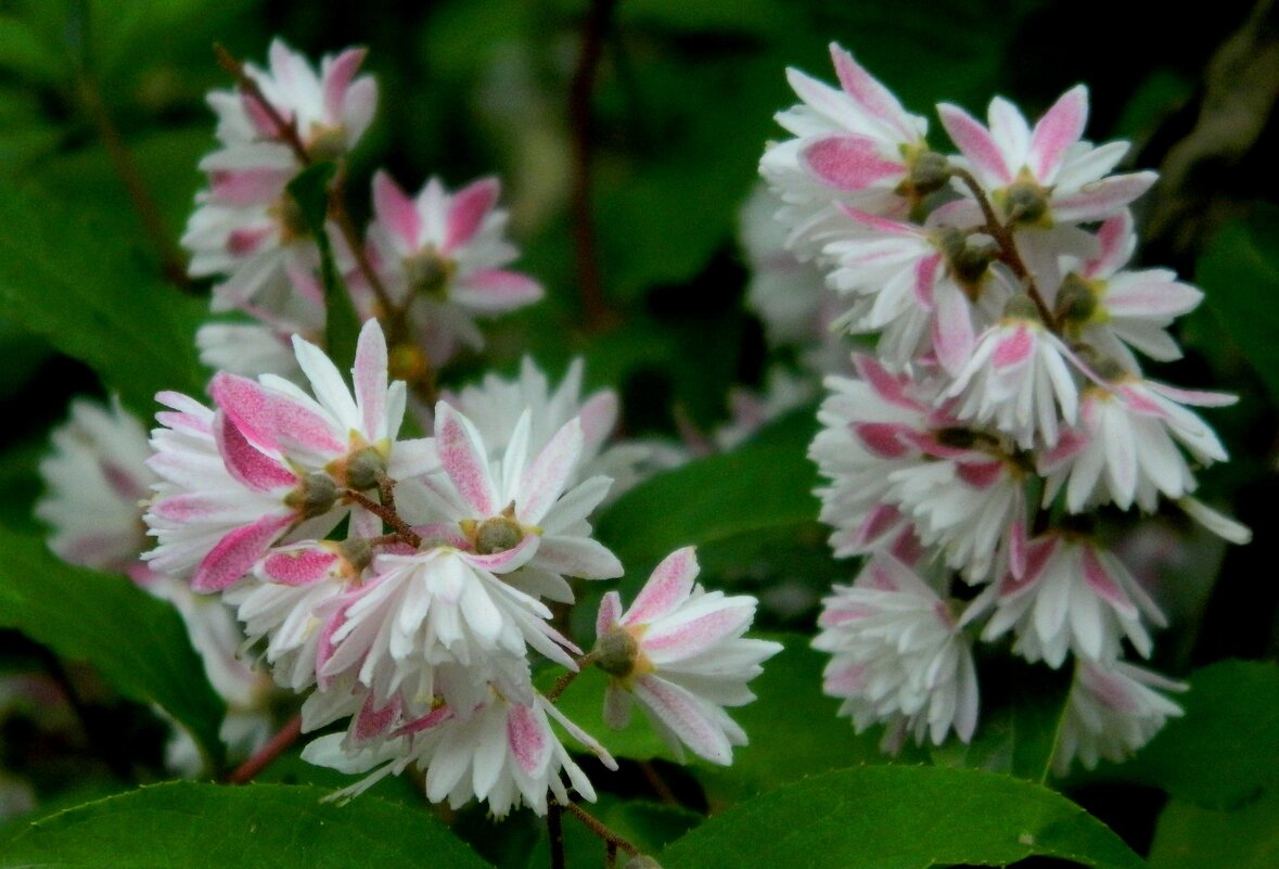 ДЕЙЦИЯ. - Галина 