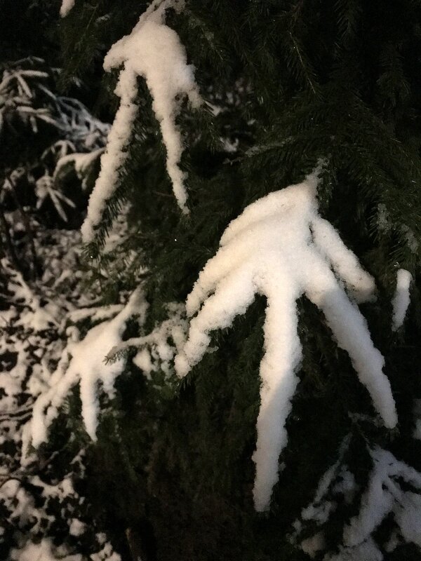 лапки зимы - zavitok *