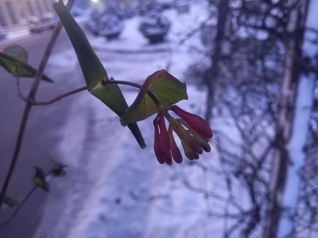 Каприфоль - Сапсан 