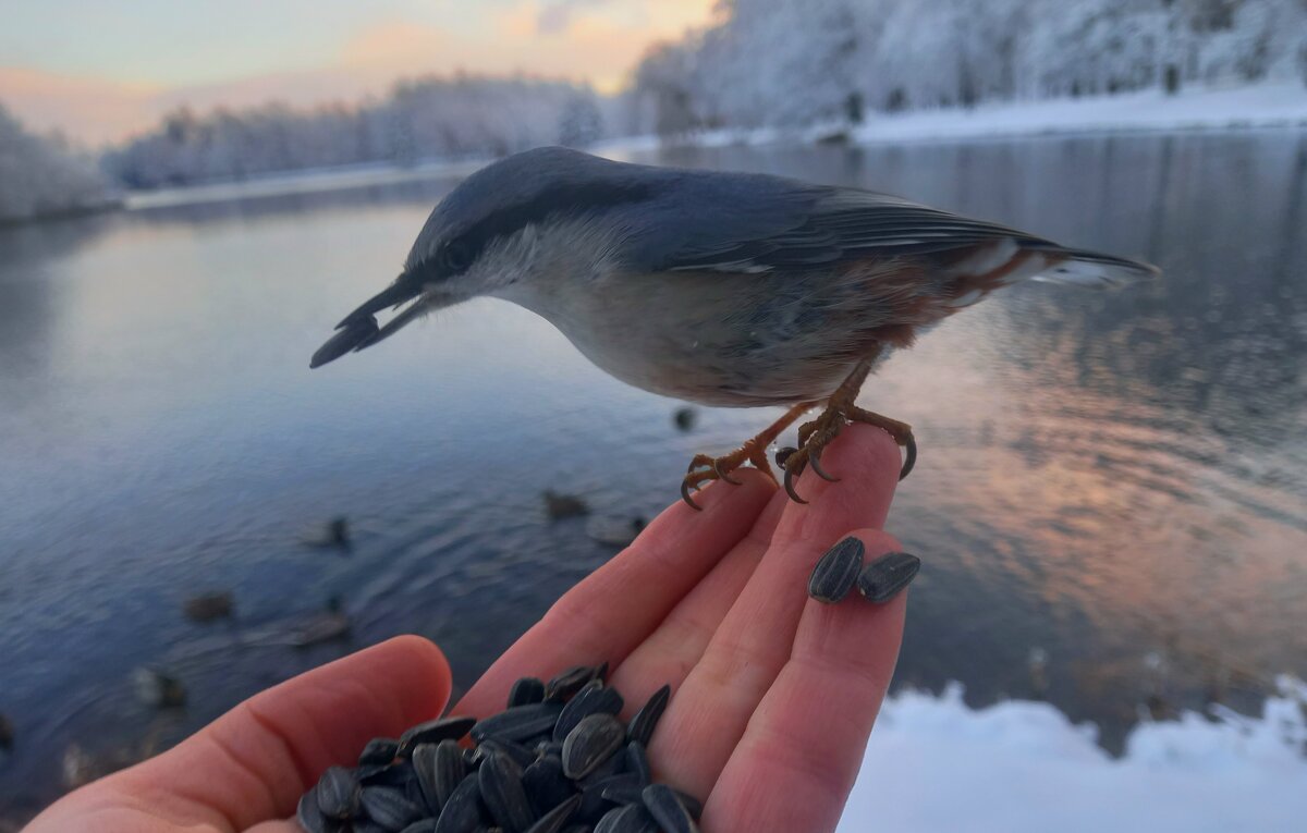 Поползень - Сапсан 