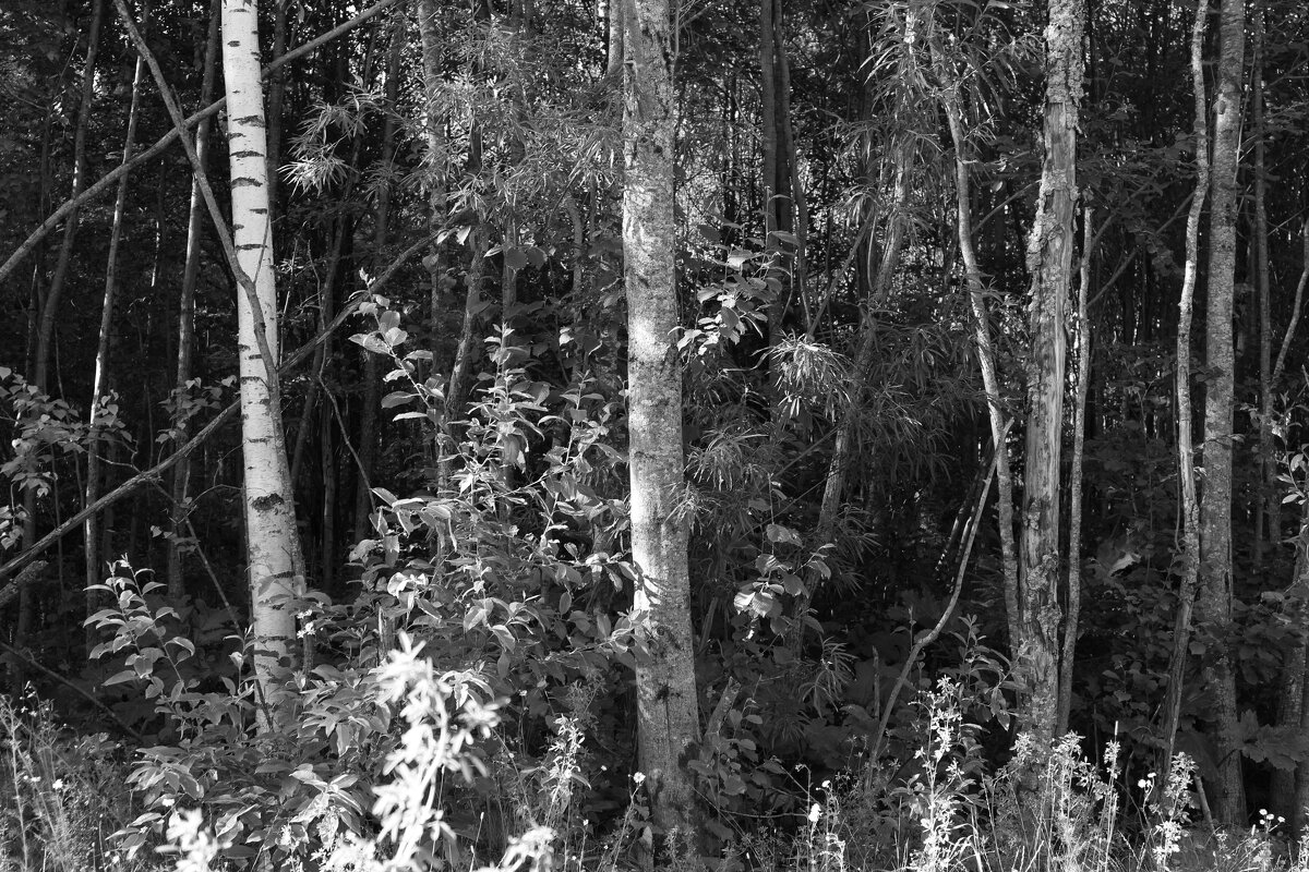 Фотография - Денис Безногов