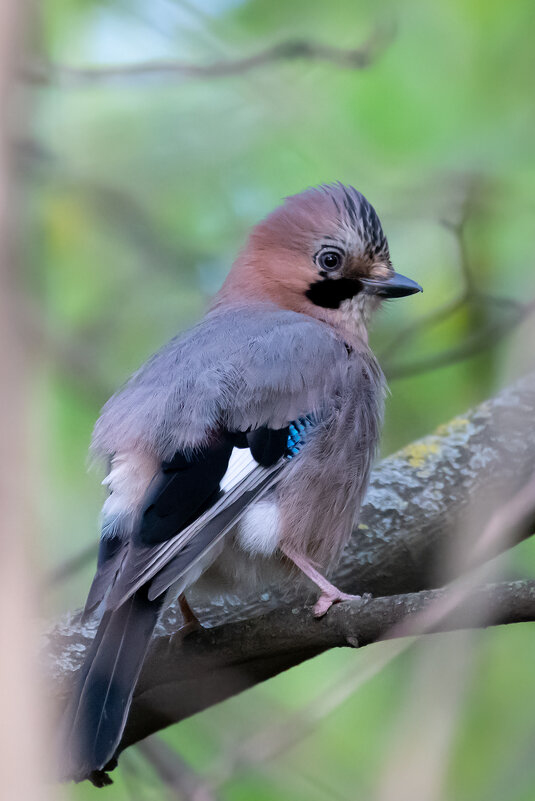 Сойка - Владимир Лазарев